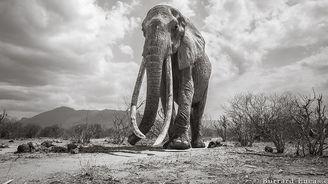 Dojemné poslední snímky sloní královny s kly až na zem. Podobných už žije jen pár jedinců