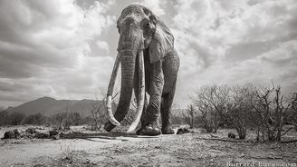 Dojemné poslední snímky sloní královny s kly až na zem. Podobných už žije jen pár jedinců Dojemné poslední snímky sloní královny s kly až na zem. Podobných už žije jen pár jedinců