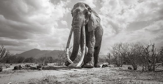 Dojemné poslední snímky sloní královny s kly až na zem. Podobných už žije jen kolem 20 jedinců