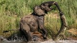 Nech můj chobot na pokoji, krokouši: Neuvěřitelný souboj ze zvířecí říše!