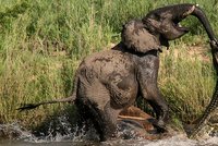 Nech můj chobot na pokoji, krokouši: Neuvěřitelný souboj ze zvířecí říše!