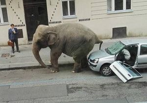 V ulici na Letné jste mohli v pondělí potkat slona.