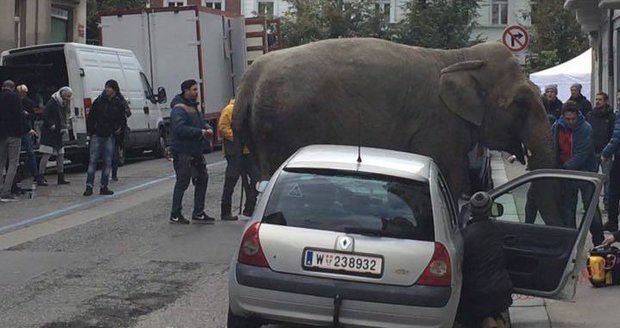 V ulici na Letné jste mohli v pondělí potkat slona.