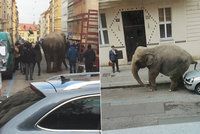Po Praze se procházel obrovský slon. Rozsedl i auto