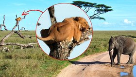 Lvice z národního parku Serengeti před slonem prchla na strom.