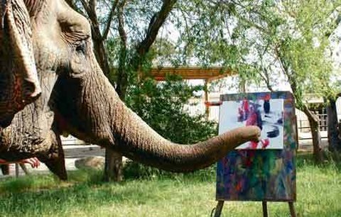Malující slonice je skrytý talent: Její díla jdou na ´dračku´