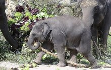 Roční sloní slečna Amalee už váží půl tuny: Dostala chutnou obří kytici!