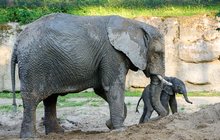 Paráda! V Česku se narodil první slon africký
