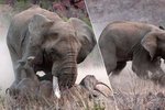 Slon samici nosorožce doslova rozdupal.