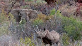 Samice nosorožce jen bránila svá mláďata.