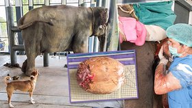 Slonici v Thajsku odoperovali obří ledvinový kámen: Šutrák vážil dvě kila!