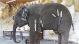 Uhynulá sloní samička Sumitra je v opavském muzeu: Zoo darovala její kůži