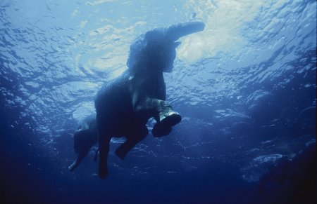 Na Havelock byli sloni dovezeni kvůli těžbě dřeva. Dnes tu rádi plavou v jednom z nejkrásnějších moří světa.