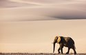 Poušť není mrtvá - přežijí tu dokonce i tak velká zvířata, jako jsou sloni