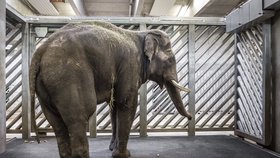 Od Ankhora se očekává, že se mu podaří oplodnit slonní samice i v Praze