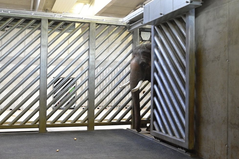 Slon se v zoo pomalu zabydluje