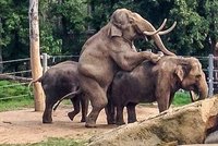 Sloní samec Mekong v pražské zoo se nechtěl pářit: Teď zvládl rovnou dvě najednou!