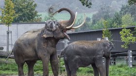 Mekong byl do letošního srpna jediným samcem v Zoo Praha. Za život zplodil pouze jedno mládě.