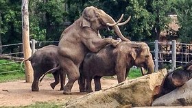 Chovatelé se pomalu začali s původním samcem Mekongem loučit. Ten se ale rozhodl o své místo v zoo »zabojovat« a začal se pářit s ostatními slonicemi!