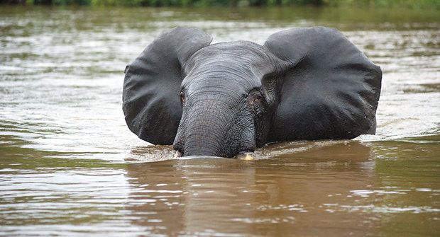 Sloni a klima: Jak zvířata ovlivňují změny počasí