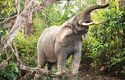 Hustým podrostem pralesa si sloni prorážejí cestu za pomocí klů