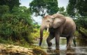 Protože část potravy slonů tvoří ovoce, podílejí se na šíření některých druhů na nová místa v pralese