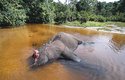 Jedna z mnoha obětí pytláků – zabitý slon s odříznutými kly