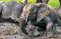 Z bahna sloni získávají důležité minerály, které v rostlinné potravě často chybí