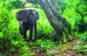 Podobných fotografií slonů pralesních mají vědci 33 000