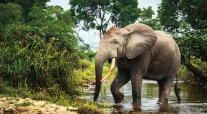 Válka o slony: Pytláci nemají slitování 