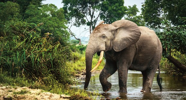 Válka o slony: Pytláci nemají slitování