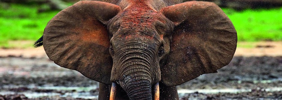 Sloni rádi bahno: Český výzkum zvířat v Africe