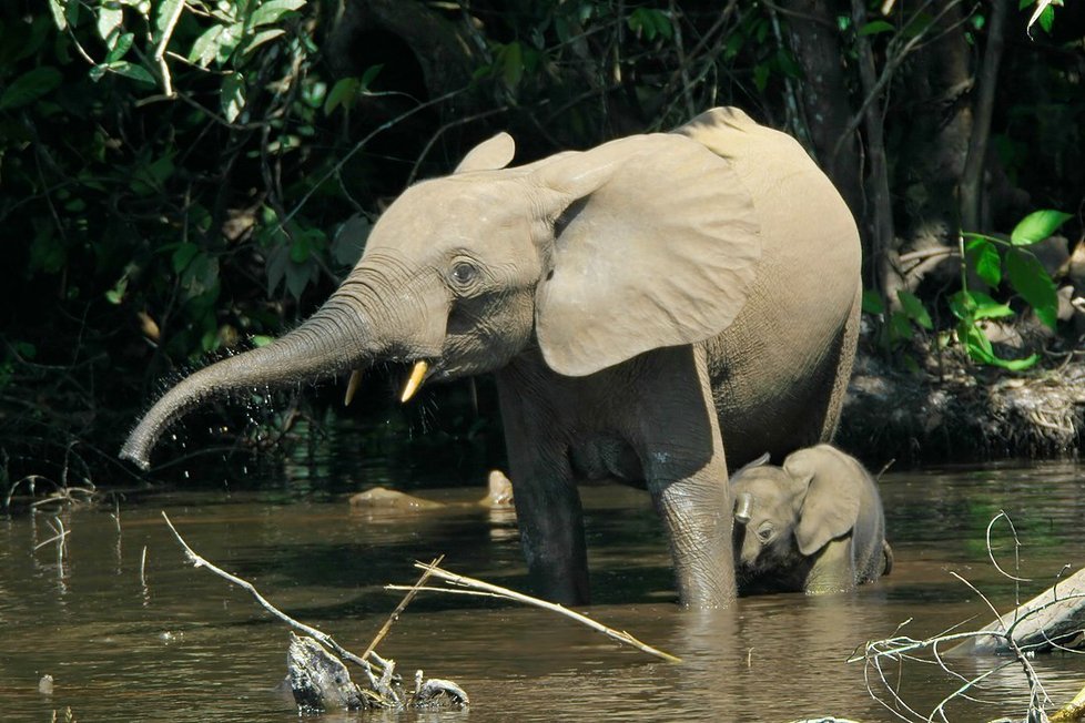 Slon pralesní - matka s mládětem, Kongo.