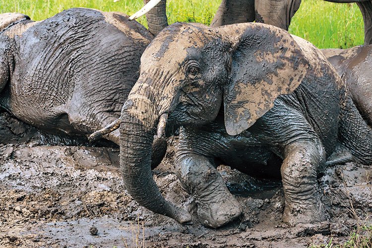 Z bahna sloni získávají důležité minerály, které v rostlinné potravě často chybí