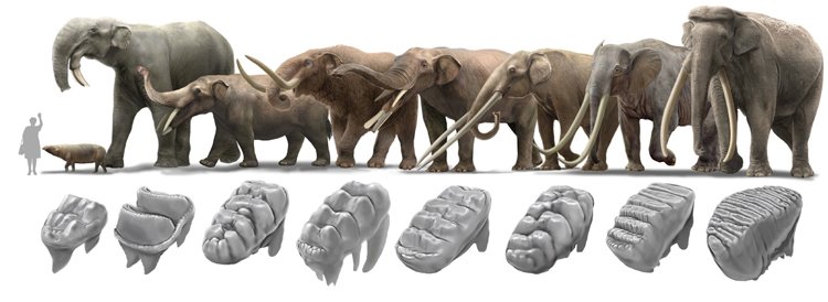 Pravěcí sloni (zleva): Moeritherium, Deinotherium, Gomphotherium, Mastodont, Platybelodon, Anancus, Loxodonta adaurora a Paleoloxodon namadicus