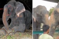 Po slzách přišel úsměv: Slon, kterého propustili po 50 letech v zajetí, si našel přítelkyni!