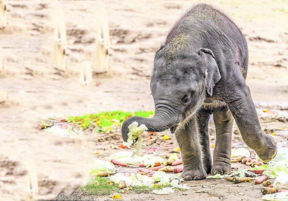 Zatímco sloni budou venku, lidé se mohou o víkendu přijít podívat do jejich zázemí v Zoo Praha.