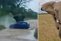 Rozzuřený slon zaútočil na auto s turisty: Třikrát ho otočil na střechu!