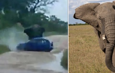 Rozzuřený slon zaútočil na auto s turisty: Třikrát ho otočil na střechu!