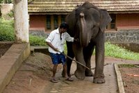 Holčičku (†8) rozdupal slon: Při zoufalém útěku upadla, zvíře jí rozdrtilo lebku