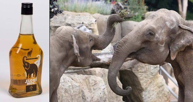 Novinka z pražské zoo: Ochutnejte sloní moč