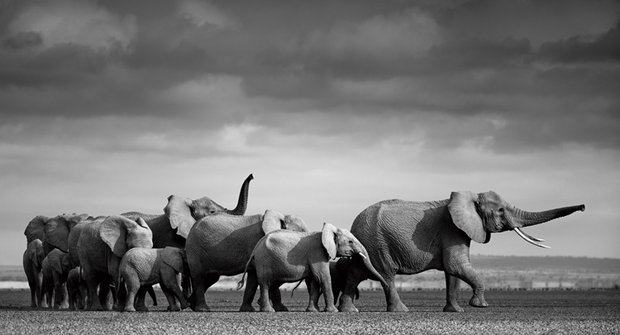 Sloni na cestě za vodou: Kde nevysychá?