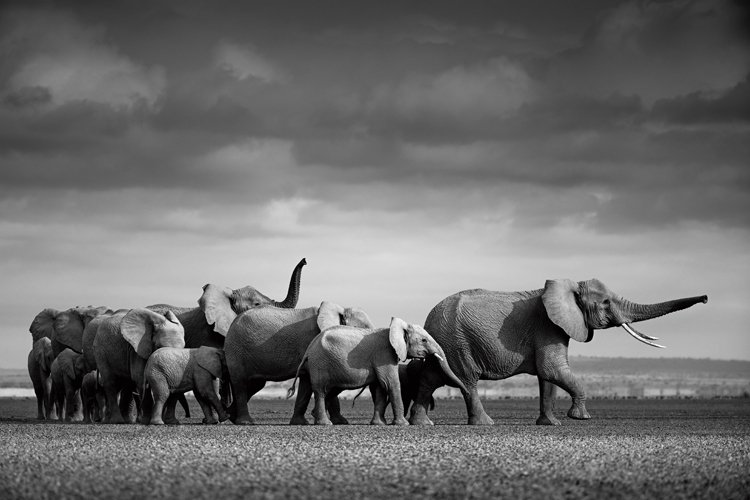 Holandský fotograf přírody Pie Aerts zachytil skupinu samic s mláďaty vedenou nejstarší vůdčí slonicí