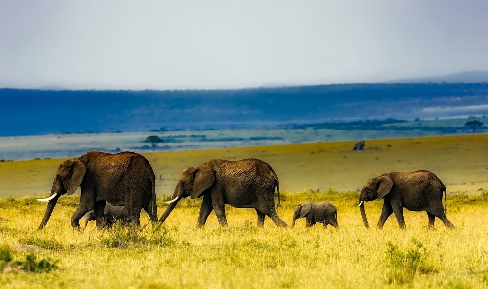 Celá rodina slonů na procházce