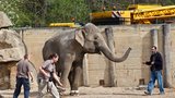 V pražské zoo uskutečnili fakt těžký transport: Sloni se stěhovali do lepšího!