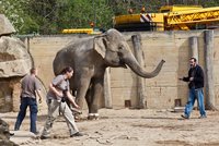 V pražské zoo uskutečnili fakt těžký transport: Sloni se stěhovali do lepšího!