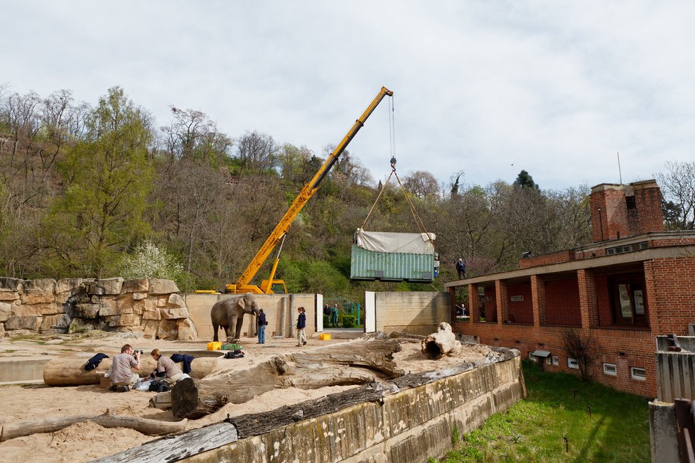 Šelminec, terárium a logo nejsou jedinými změnami v pražské zoo v poslední době - nového domova se dočkali i sloni