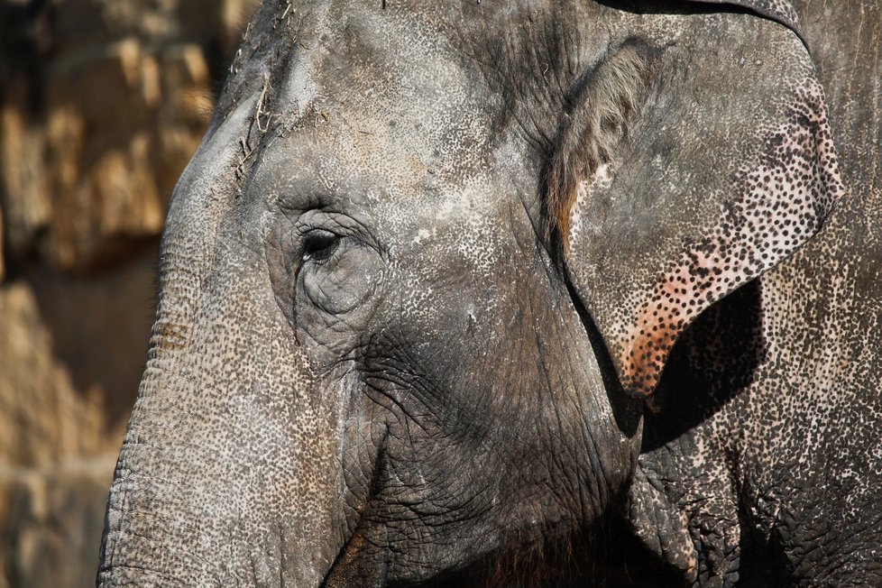 Pražská zoo chová několik slonů, jedná se však o slony indické.