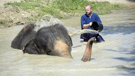 Takhle si užívali letní osvěžení sloni v ústecké zoologické zahradě
