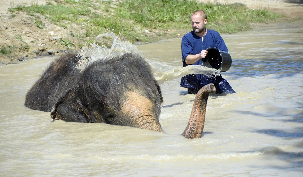Takhle si užívali letní osvěžení sloni v ústecké zoologické zahradě